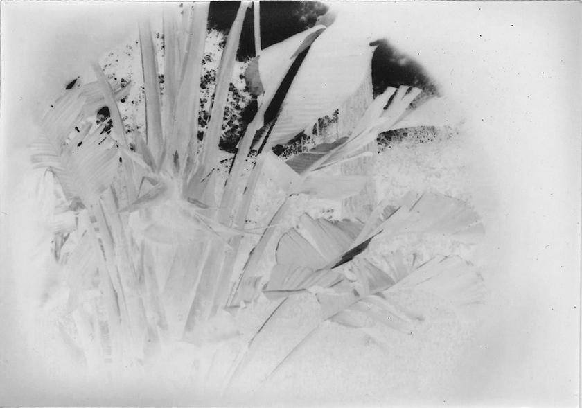 Plantas, de Pilmayquen Paserini